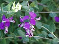 gb20060826_sweet_pea33