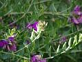 gb20060826_sweet_pea_wasp30