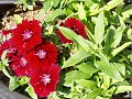 gb20060826_sweet_william10
