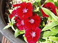gb20060826_sweet_william12