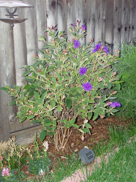 gb20060828_garden01.jpg