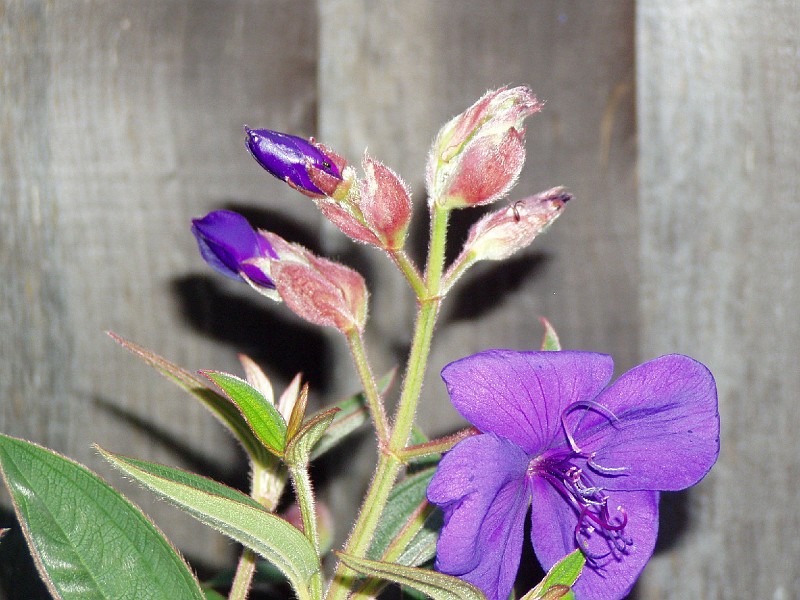 gb20060828_garden04.jpg