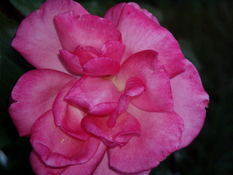 gb20060828_garden06.jpg