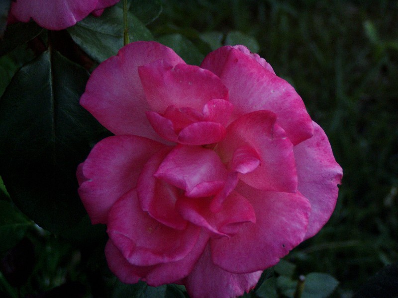 gb20060828_garden07.jpg