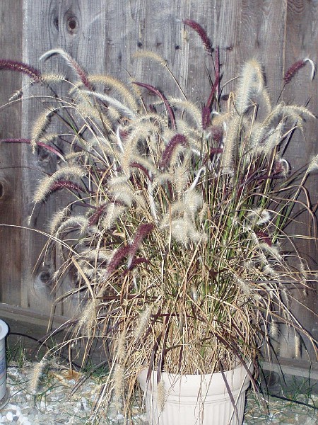 gb20060828_garden10.jpg