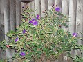 gb20060828_garden02