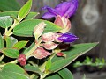gb20060828_garden05