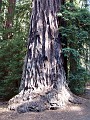 bigbasin_05