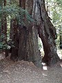 bigbasin_06