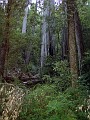 bigbasin_21
