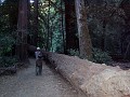 bigbasin_26