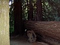 bigbasin_27