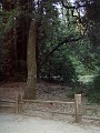 bigbasin_28
