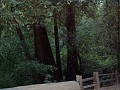 bigbasin_29