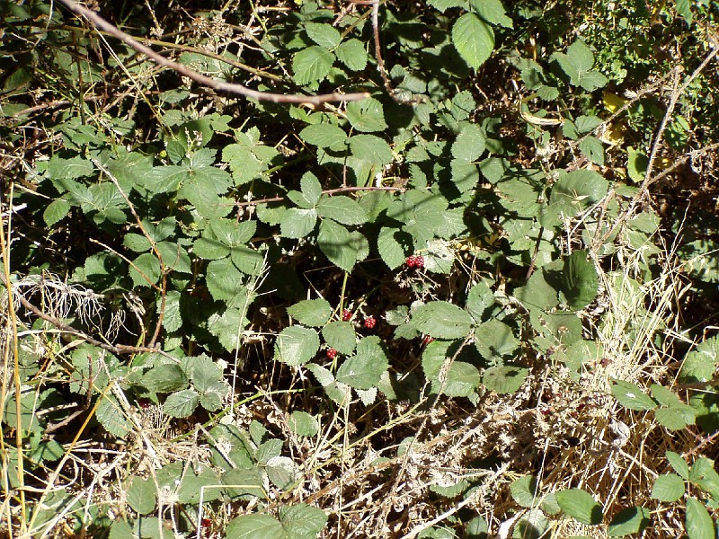 doncastro_20031025_012.jpg