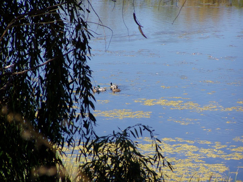 doncastro_20031025_019.jpg