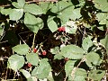 doncastro_20031025_013