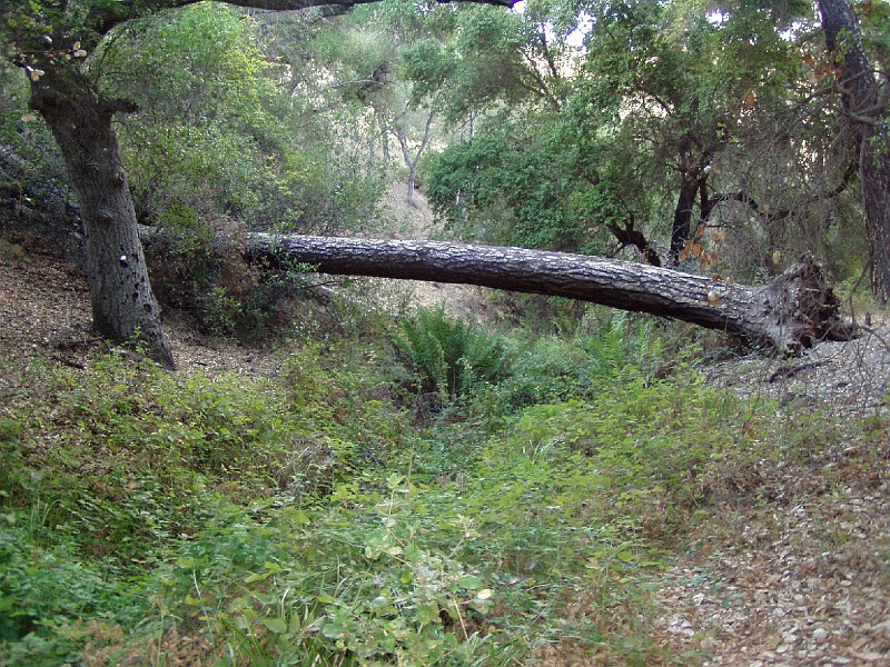 pinn91.jpg