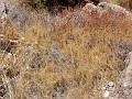 pinn52