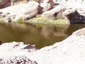 pinn85