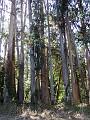 point_reyes_38