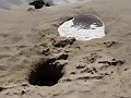 venice_beach_20040612_15