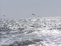 venice_beach_20040612_23