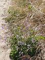 venice_beach_20040612_39