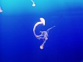 monteray24