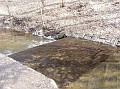prague20060408_conservation_creek077