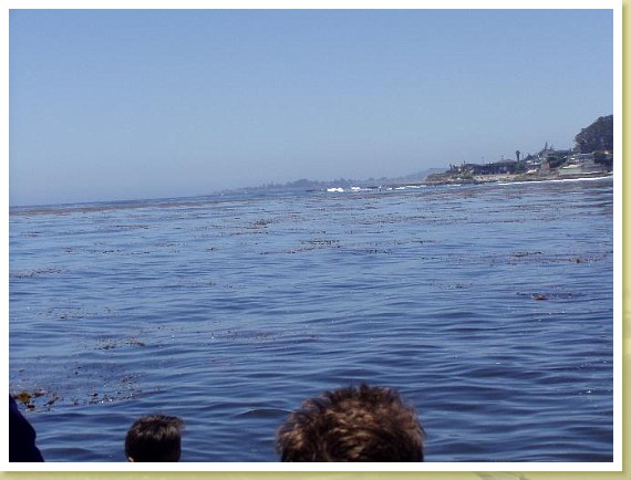 029_soquel_kelp.jpg