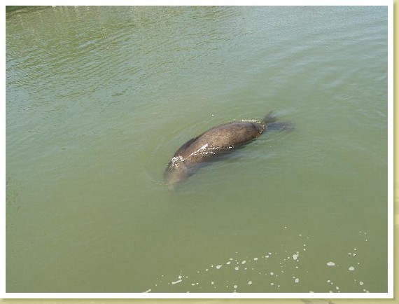 068_seal.jpg