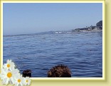 029_soquel_kelp