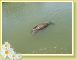 068_seal